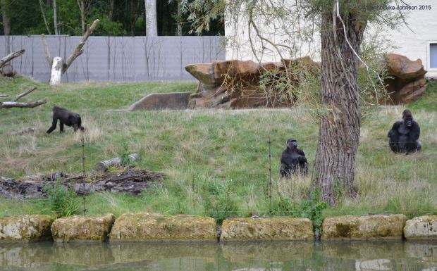 The more "sociable" gorillas watch us pass